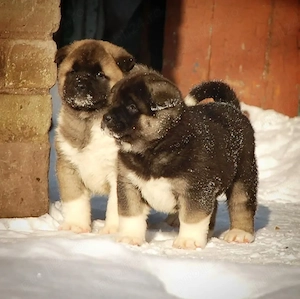 Pui Akita O litru superbă