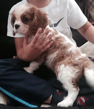 Cavalier King Charles Spaniel Acești cățe