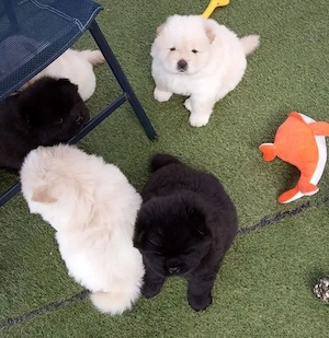 Pui Chow Chow Salut tuturor