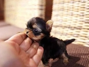 Pui de Yorkshire Terrier în miniatură Yorkshire Terrierii în miniatură sunt mici, dar incredibil de 