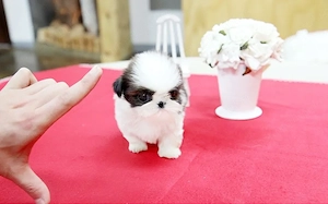 Pui de shih tzu miniatural disponibili pentru adopție imediată, Mazowieckie,