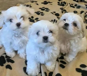Malteser Câței 