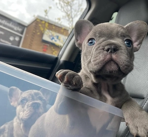 Bulldog Francez Câței  - imagine 4