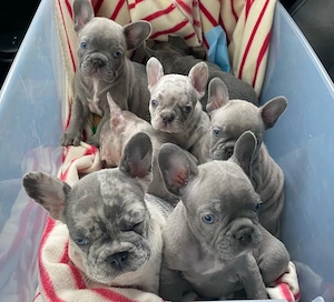 Bulldog Francez Câței 