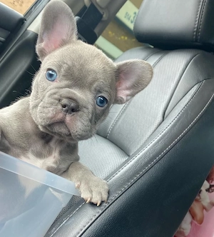 Bulldog Francez Câței  - imagine 3