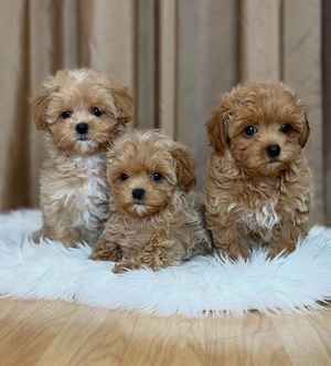 Maltipoo mini Câței 