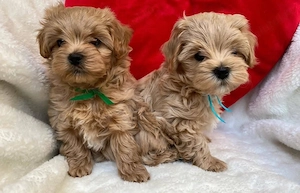 Maltipoo mini Câței  - imagine 4