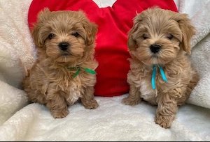 Maltipoo mini Câței  - imagine 3