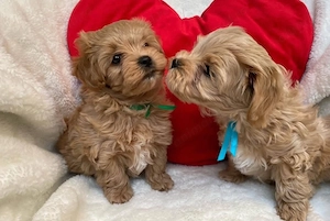 Maltipoo mini Câței  - imagine 2
