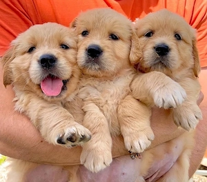 Golden Retriever Câței