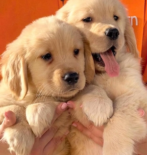 Golden Retriever Câței - imagine 4