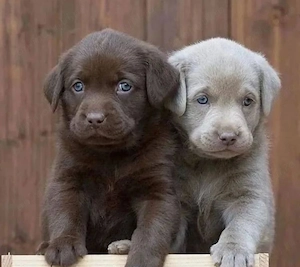 Labrador Retriever Câței