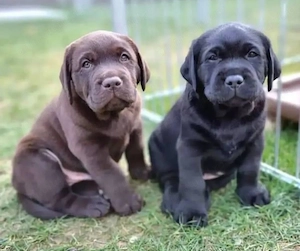 Labrador Retriever Câței - imagine 2