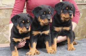 Rottweiler Câței