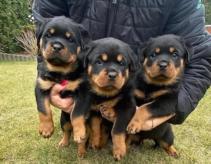 Rottweiler Câței