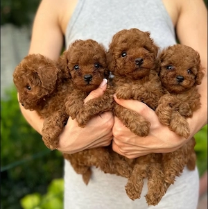 Toy pudel Câței