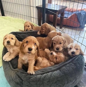 Cocker Spaniel Câței
