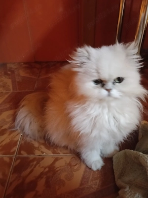 Vând motan persan chinchilla silver sheded