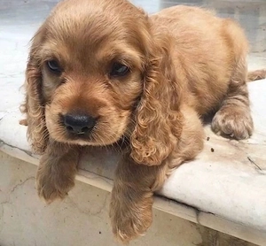 Cocker Spaniel Câței - imagine 3