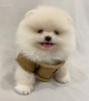 Pomeranian mini Zwergspitz Câței - imagine 4