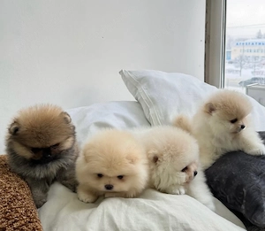 Pomeranian mini Zwergspitz Câței - imagine 3