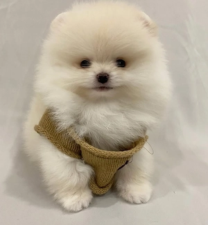 Pomeranian mini Zwergspitz Câței - imagine 5