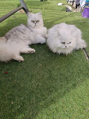 Vand pisica persana chinchilla white silver sheded  - imagine 3