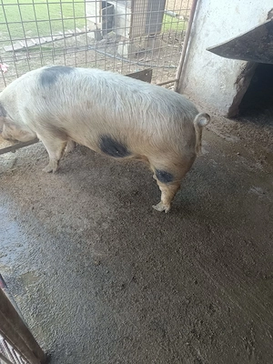 Porci de sacrificat marele alb