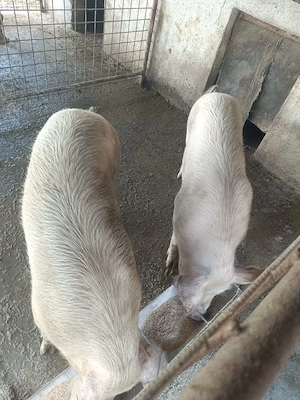 Porci de sacrificat marele alb