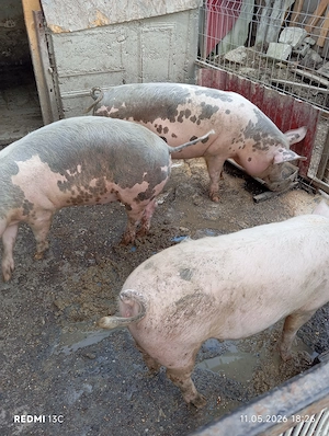 Trei purcele de vînzare între 70 și 100 kg