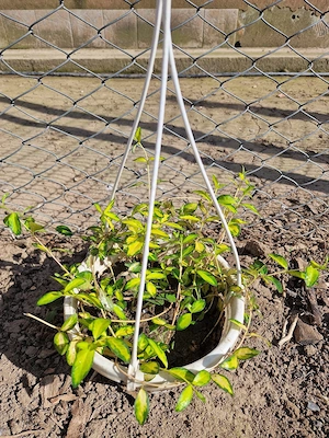 Plante pentru grădină 
