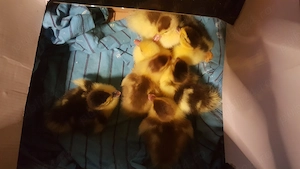 boboci rată muta,leseasca 