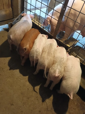 Purcei, 10 săptămâni, preț de la 500 ron+, negociabil 