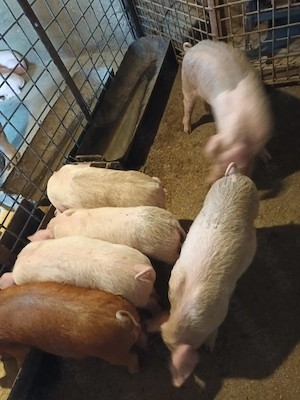 Purcei, 10 săptămâni, preț de la 500 ron+, negociabil  - imagine 4