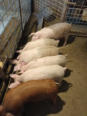 Purcei, 10 săptămâni, preț de la 500 ron+, negociabil  - imagine 5
