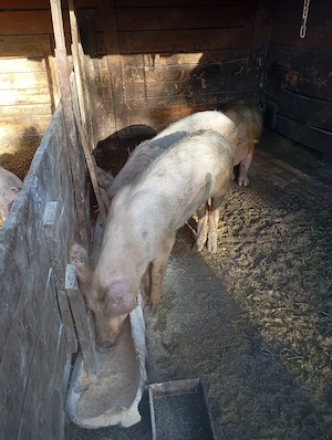 porci de vânzare 
