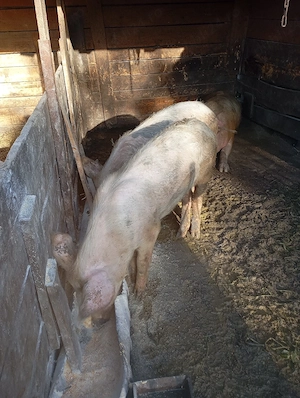 porci de vânzare  - imagine 4