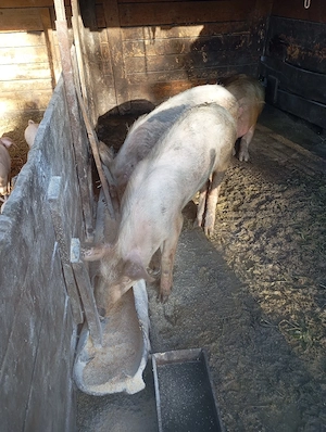 porci de vânzare  - imagine 5