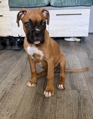 Pui boxer gold
