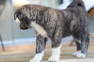 Puiut Akita Inu brindle femela