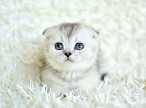 Puiuți British Shorthair Blue si Scottish Fold chinchilla  - imagine 4