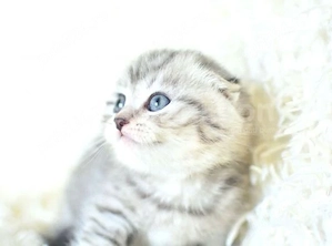 Puiuți Scottish fold și British Shorthair Blue 