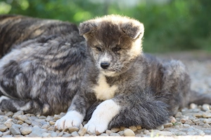 Pui Akita Inu mascul