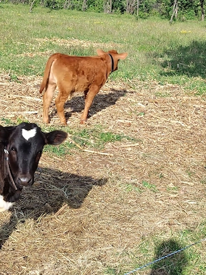 vițel angus si vițică de lapte