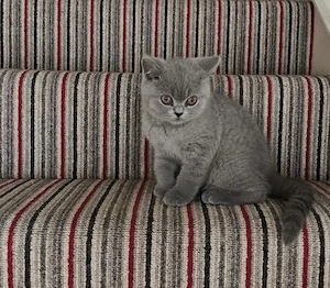 British Shorthair Blue 