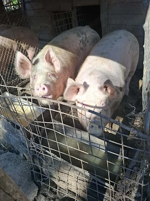 de vânzare crescuți în gospodărie 