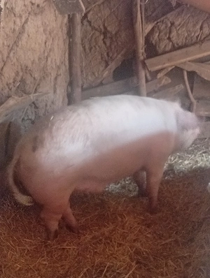 de vânzare 