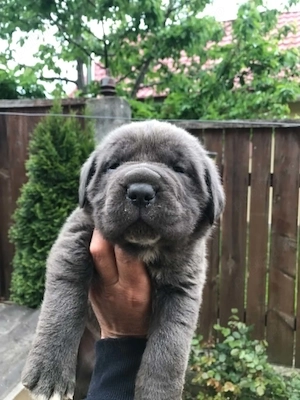 mascul cane corso gri