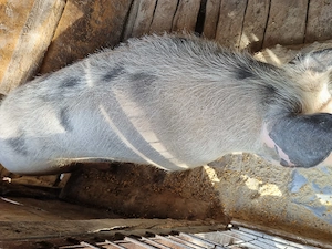 De vânzarea,preț fix 2500 lei,350kg  - imagine 2
