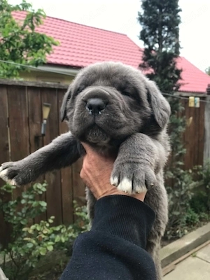 mascul cane corso gri - imagine 2